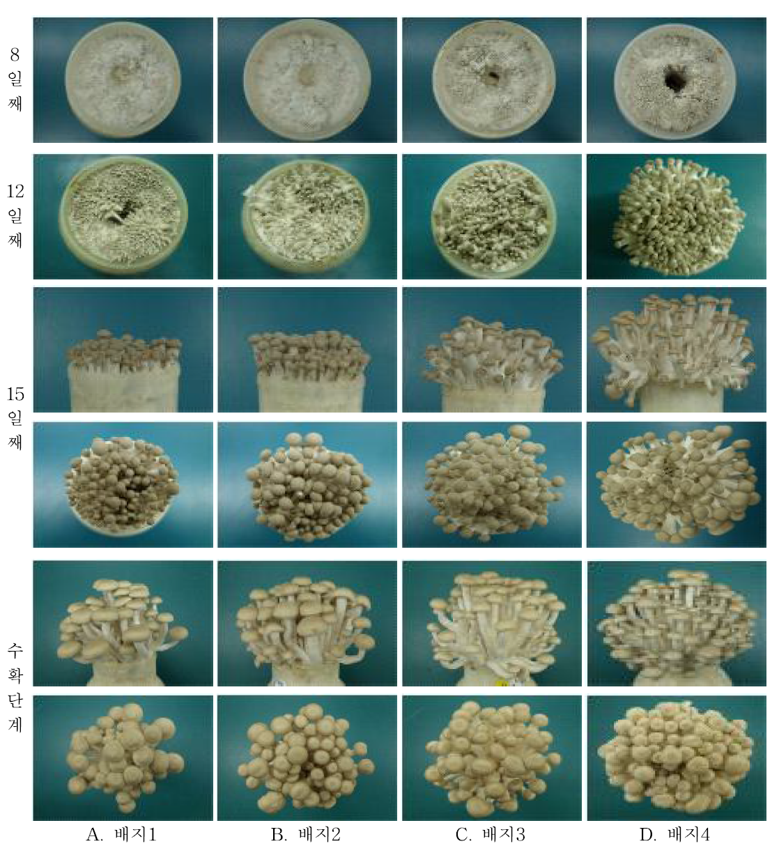 배지함량(T-N 0.5-0.8)을 달리하여 생산된 자실체 생육모습