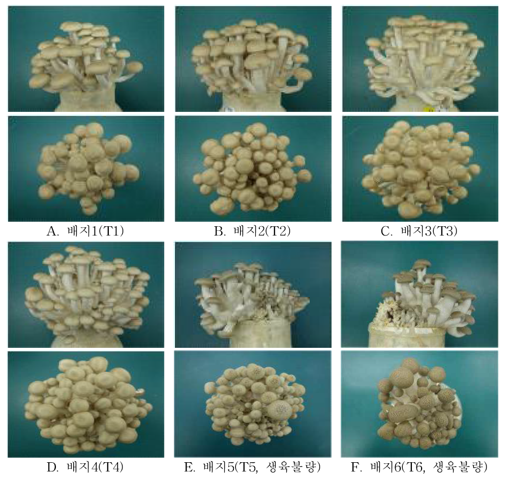 배지함량을 달리하여 생산된 자실체 생육모습(T-N 0.5-1.1)