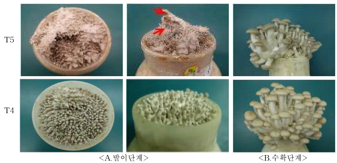 만가닥버섯 배지 질소함량 증가에 따른 균상박리 발생 모습 (상, 균상박리(T-N, 0.9%); 하, 정상(T-N, 0.8%))