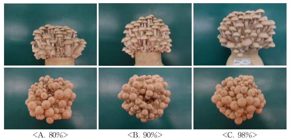 생육습도를 달리하여 생산된 자실체 생육모습