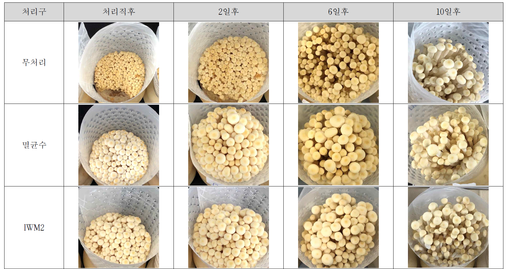 IWM2 처리에 따른 재배중인 팽이버섯의 품질