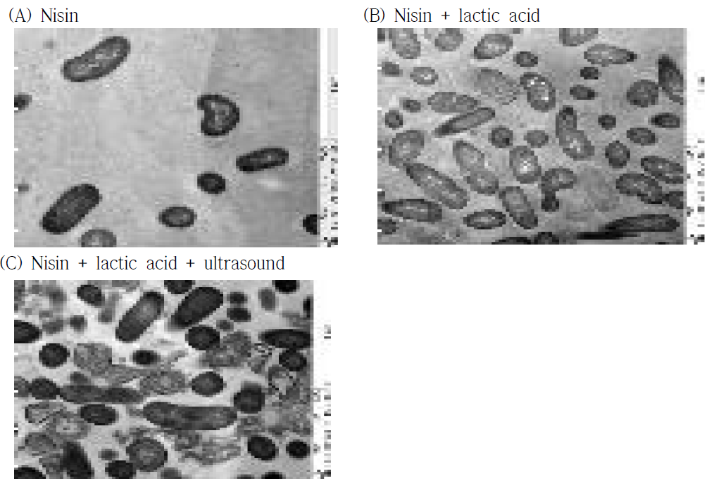 TEM을 이용한 3% lactic acid와 nisin 및 ultrasound의 병용 처리 후 L. monocytogenes의 내부 촬영