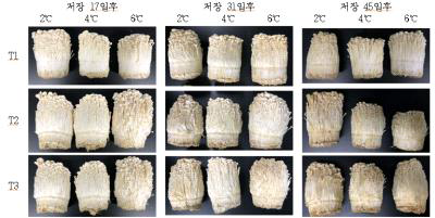 저장기간에 따른 자실체 변화