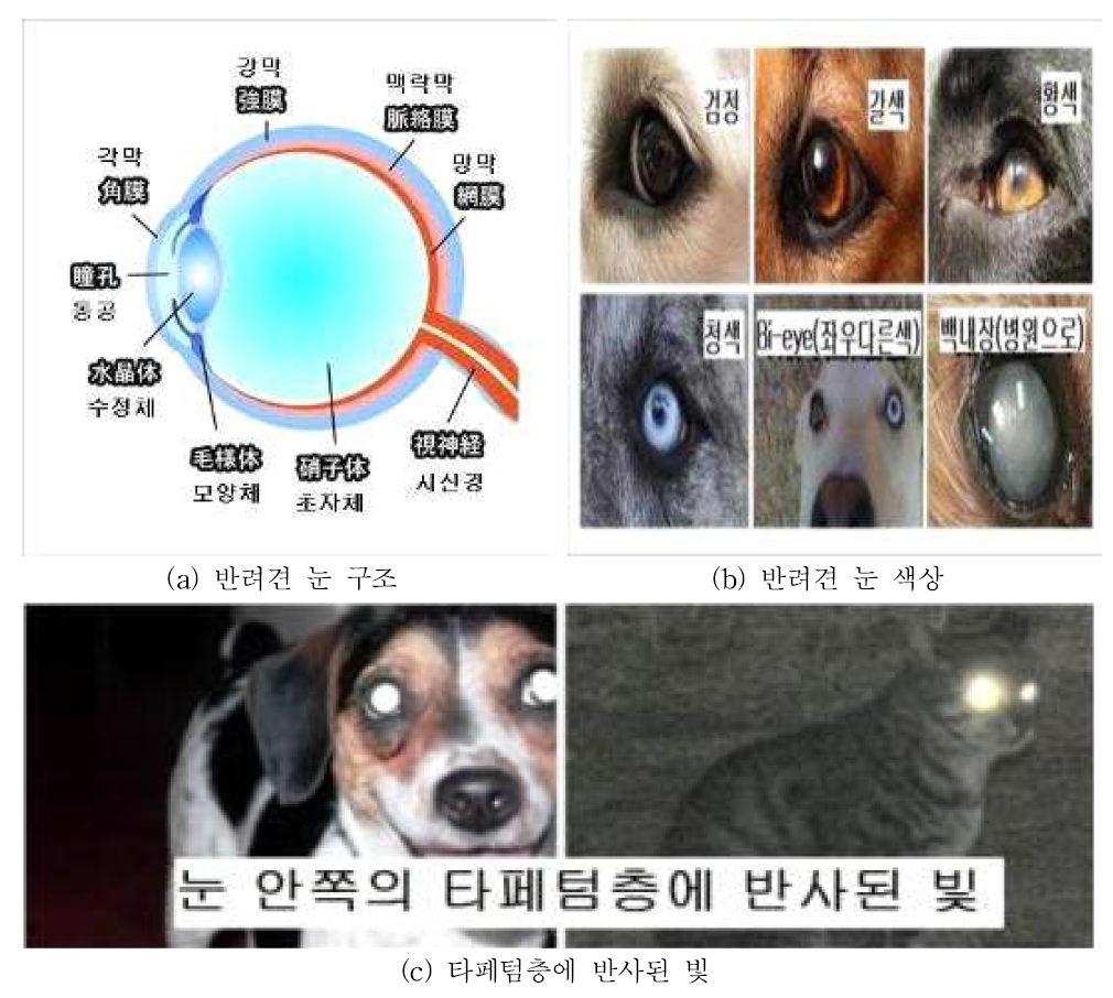 반려견 눈의 구조와 색상