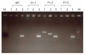 질환모델 개 F1 세포 내 gDNA에서 유전자 도입 여부 분석 결과