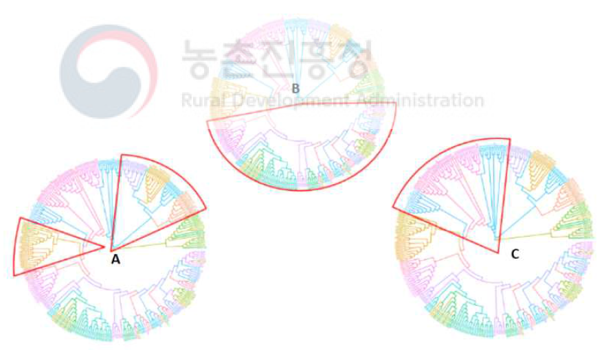 Phylogenetic tree of B.. tabaci based on 2b-RAD analysis