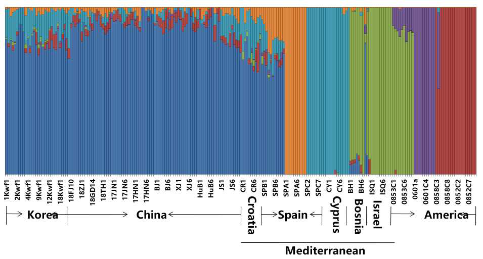 Population genetic structure of B. tabaci Q based on 2b-RAD analysis (K=6) * 조형사각형은 한 개의 개체를 대표하고, 각 색상은 서로 다른 조상에서 유래된 유전자를 뜻하며, 개체는 다양한 선조에게서 유전자를 받아드릴 수 있는데, 그 중 각 색단락의 길이는 개체 기인그룹에서 어떤 조상이 차지하는 비율을 나타낸다