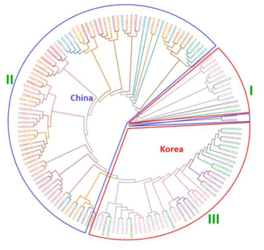 Phylogenetic tree of B. tabaci based on 2b-RAD in Korea and China