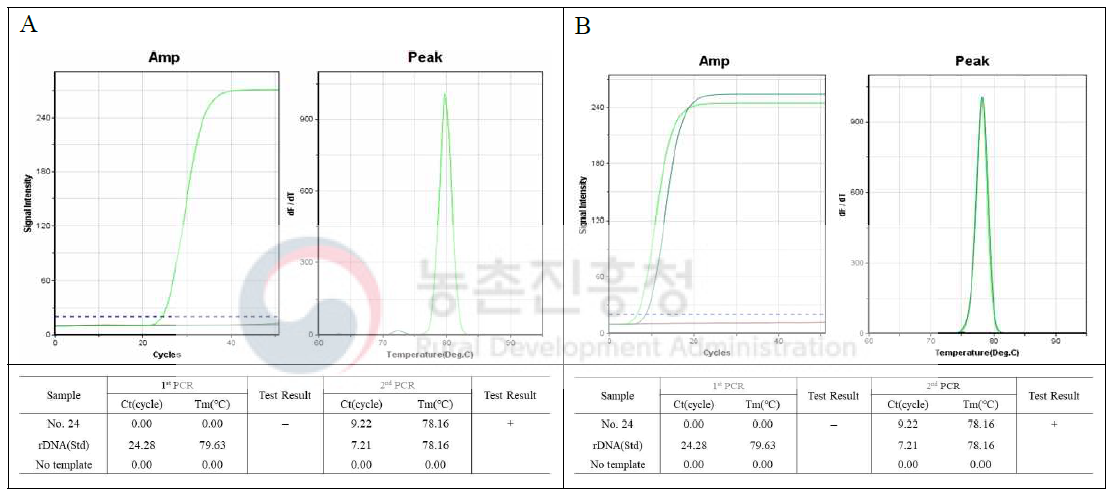 사탕무 특이유전자 검출