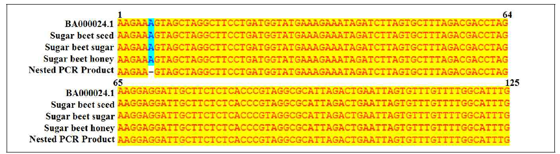 사탕무 사양벌꿀과 설탕에서 검출한 유전자의 염기서열 정보