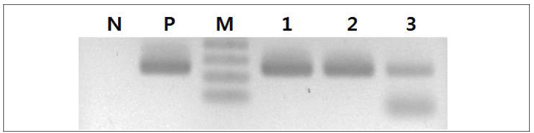 Conventional PCR을 사용한 사탕무 유전자의 검출