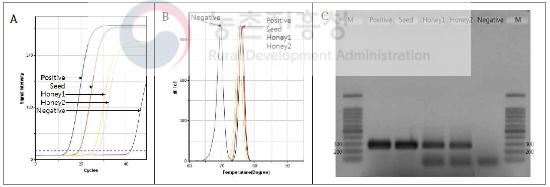 사양벌꿀에서부터 사탕수수 특이 matK 유전자 증폭