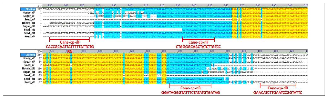 사양벌꿀과 설탕에서 검출한 사탕수수 유전자의 염기서열 정보