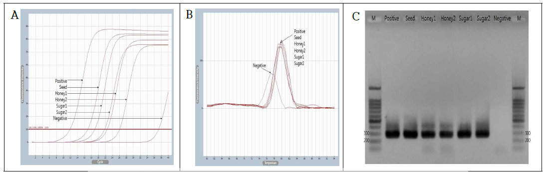 Conventional PCR을 이용한 사양벌꿀에서의 사탕수수 유전자의 증폭