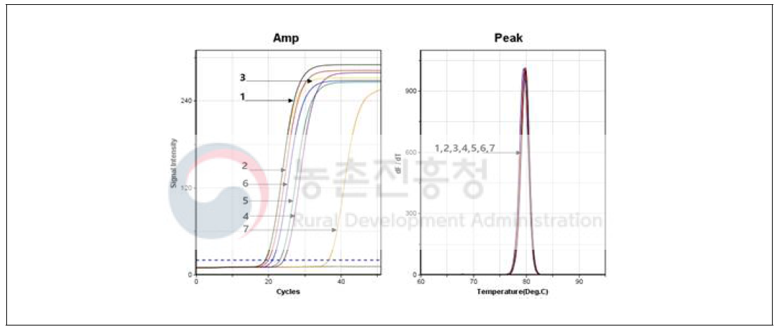 사탕무발아체 10ng DNA에 대한 mt.DNA target 검출 II (nested PCR)