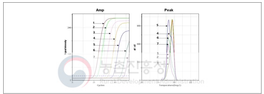 사탕무 발아체 DNA를 연속 희석하여 cp DNA 특이유전자 분자수에 따른 증폭곡선과 융점분석 그래프