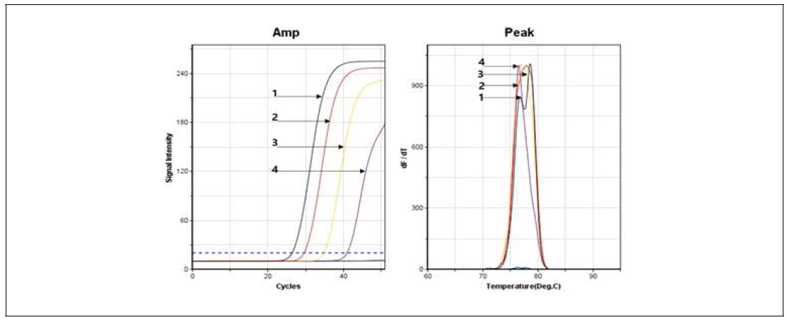 사탕무 발아체 뿌리에서 얻은 DNA를 연속 희석하여 cp DNA 특이유전자 분자수에 따른 증폭곡선과 융점분석 그래프