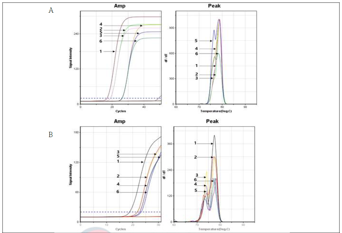 사탕무 발아체 10ng DNA에 대한 cp. DNA target 검출실험