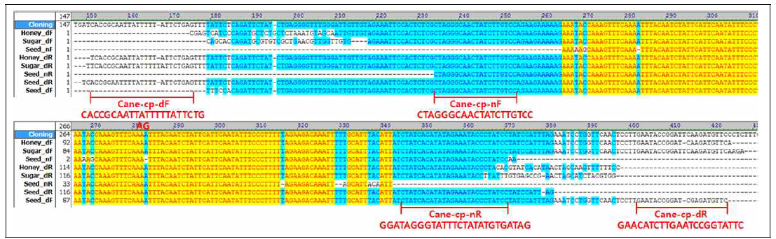 사탕수수 특이유전자 PCR산물의 염기서열 분석