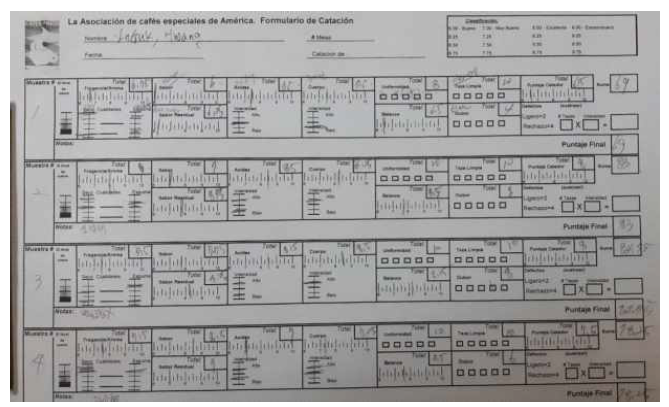 커피 식미평가지 양식