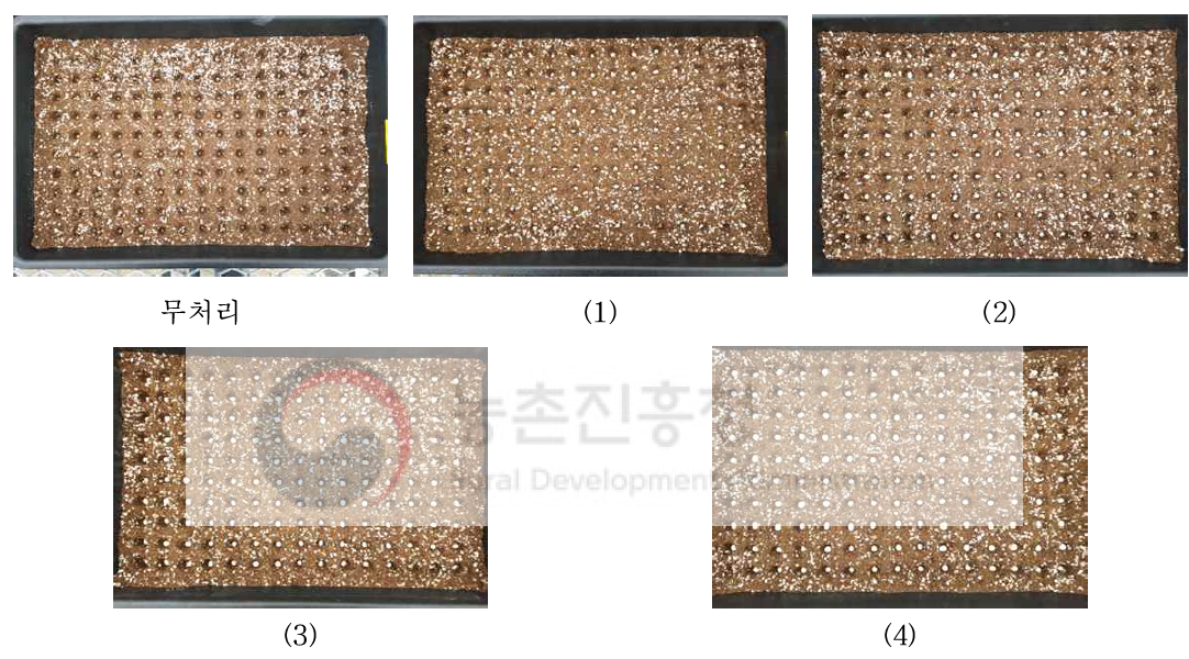 제올라이트 코팅 원가에 따른 코팅종자의 파종 모습