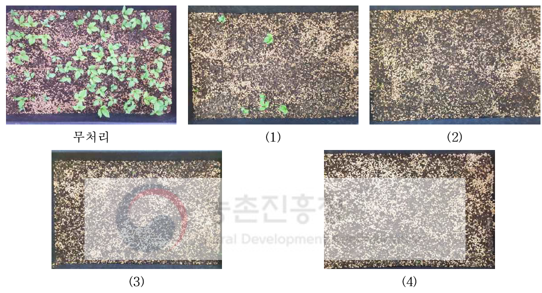 제올라이트 코팅 원가에 따른 코팅종자 발아사진 모습