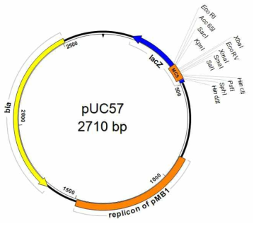 GM 카놀라 양성대조구가 삽입되어진 plasmid의 정보