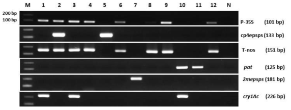 GM 면화 스크리닝 primer에 대한 국내 승인 12종의 GM 면화 event들의 PCR 결과. 왼쪽 패널은 제작된 primer의 타겟 유전정보를 표시한다. Lane M, 100 bp DNA ladder; lanes 1-12, GM 면화 events MON531, MON1445, MON15985, MON88701, MON88913, GHB119, GHB614, COT102, LLotton25, 281/3006, DAS81910-7, T304-40xGHB119; lane N, No template
