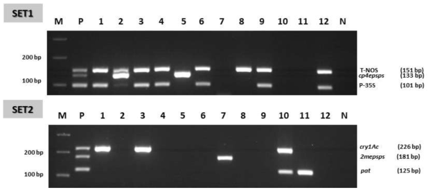GM 면화 스크리닝 primer에 대한 multiplex PCR 결과. 왼쪽 패널은 제작된 primer의 타겟 유전정보를 표시한다. Lane M, 100 bp DNA ladder; lanes 1-12, GM 면화 events MON531, MON1445, MON15985, MON88701, MON88913, GHB119, GHB614, COT102, LLotton25, 281/3006, DAS81910-7, T304-40xGHB119; lane N, No template