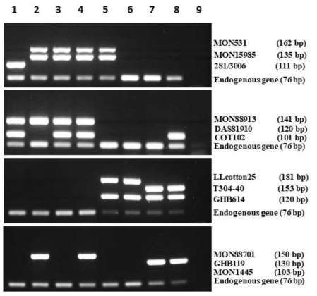 다양한 GM 면화 교배종에 대한 GM 면화 event-특이적 multiplex PCR kit의 모니터링 결과. 왼쪽 패널은 각 primer에 특이적으로 증폭하는 GM 면화 event 정보 및 그 증폭된 DNA 밴드 사이즈를 표시한다. 위로부터 각각 set 1, set 2, set 3, set 4. Lane 1~8: GM 면화 교배종, lane 9: No template DNA