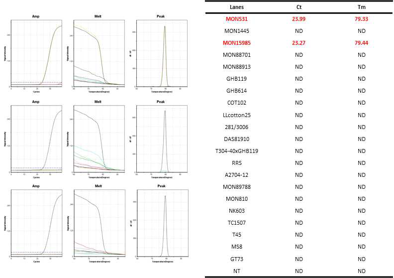 GM 면화 MON531(531 primer1-5´/531 primer2-3´)에 특이적인 Ultrafast PCR 결과