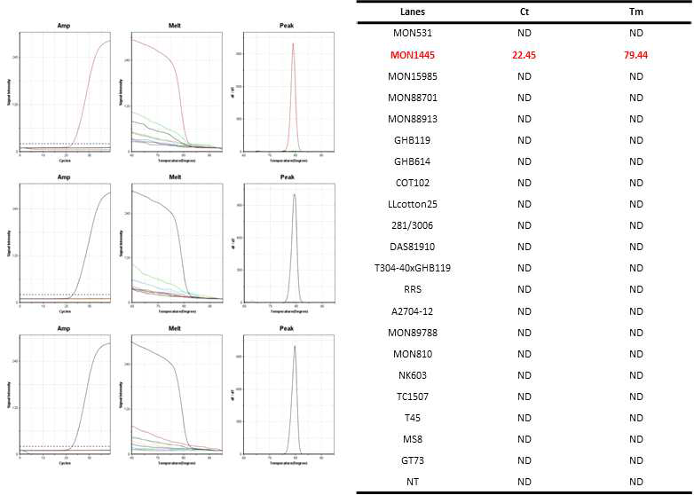 GM 면화 MON1445(1445 primer1-5´/1445 primer1-3´)에 특이적인 Ultrafast PCR 결과
