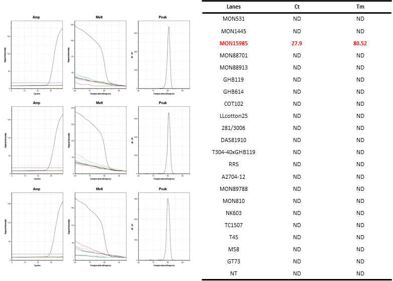 GM 면화 MON15985(MON15985-F/MON15985-R)에 특이적인 Ultrafast PCR 결과