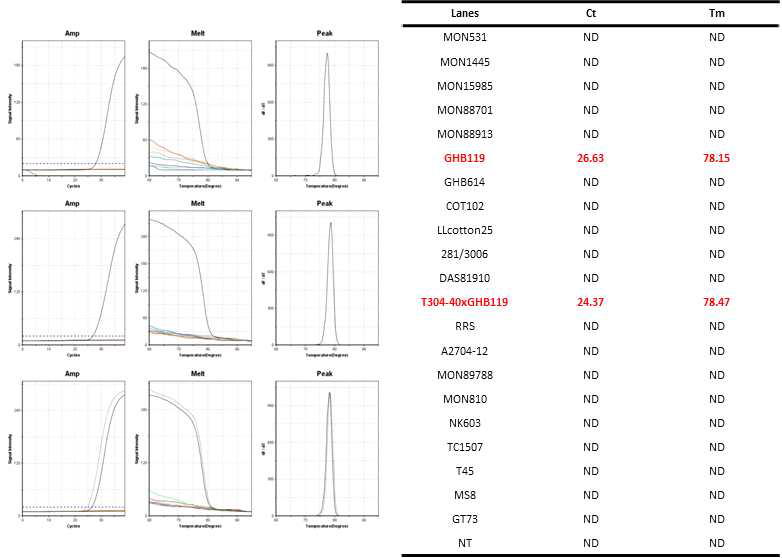 GM 면화 GHB119(GHB119-5´/GHB119-3´)에 특이적인 Ultrafast PCR 결과