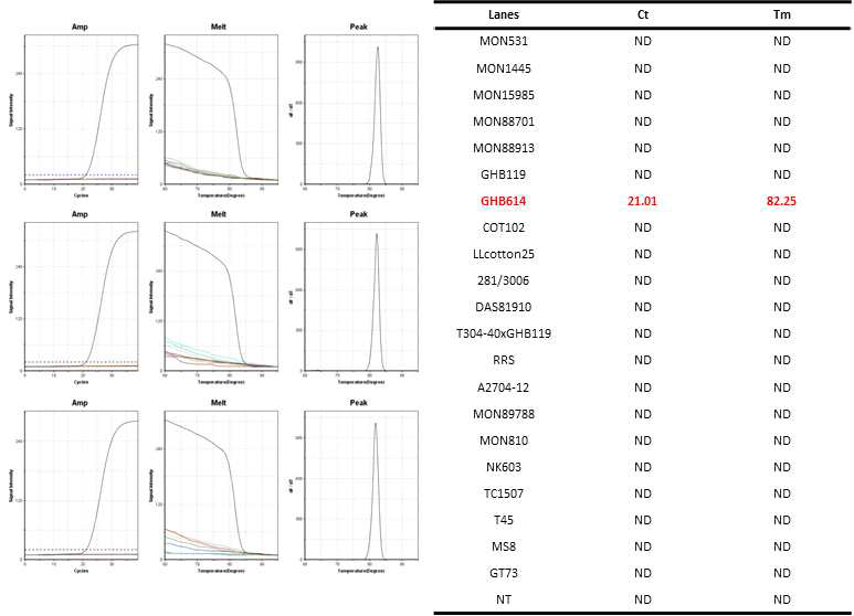 GM 면화 GHB614(SHA007-5´/SHA008-3´)에 특이적인 Ultrafast PCR 결과