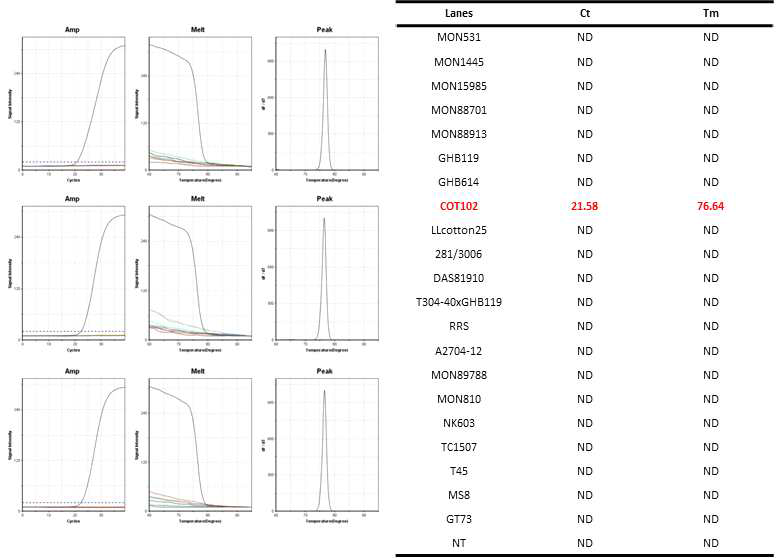 GM 면화 COT102(COT102-JF3/COT102-JR3)에 특이적인 Ultrafast PCR 결과
