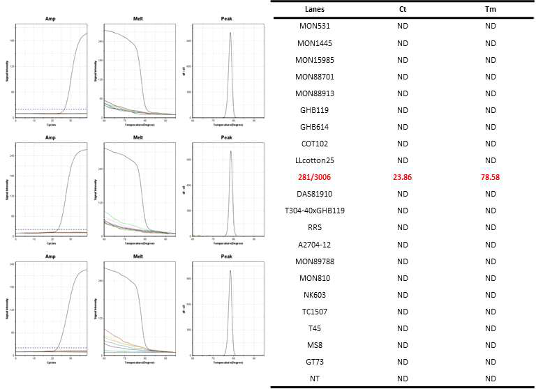 GM 면화 281-24-236/3006-210-23(281 f1-5´/281 r2-3´)에 특이적인 Ultrafast PCR 결과
