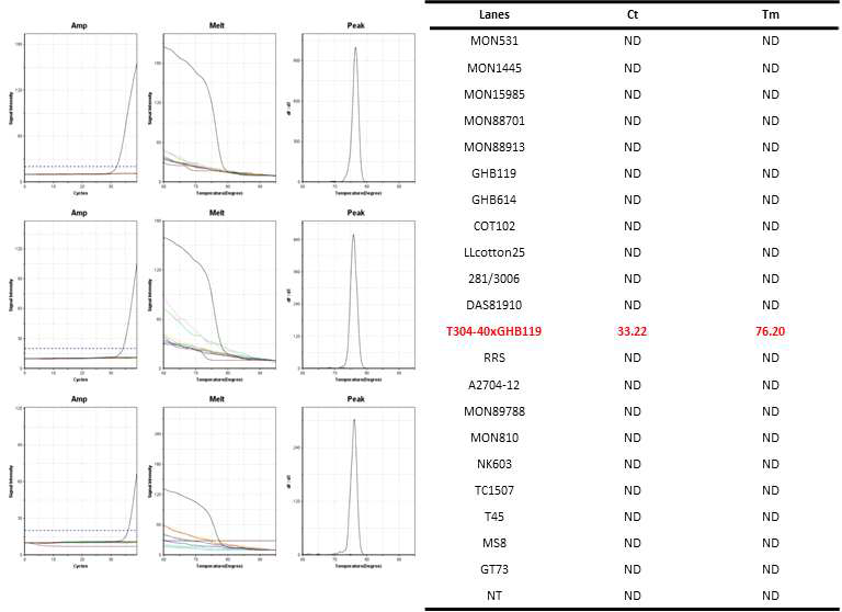 GM 면화 T304-40✕GHB119(T304-40-5´/T304-40-3´)에 특이적인 Ultrafast PCR 결과