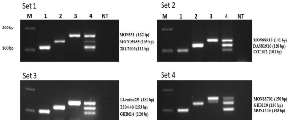 제작된 양성대조구 plasmid의 GM 면화 event-특이적 multiplex PCR 결과. 왼쪽 패널은 각 GM 면화 event에 제작된 양성대조구 plasmid의 정보이며 그 증폭된 DNA 밴 드 사이즈를 표시한다. Set 1: lane 1, 281-24-236/3006-210-23; lane 2, MON15985; lane 3, MON531; lane 4, 281-24-236/3006-210-23, MON15985, MON531. Set 2: lane 1, COT102; lane 2, DAS81910; lane 3, MON88913; lane 4, COT102, DAS81910, MON88913. Set 3: lane 1, GHB614; lane 2, T304-40×GHB119; lane 3, LLcotton25; lane 4, GHB614, T304-40×GHB119, LLcotton25. Set 4: lane 1, MON1445; lane 2, GHB119; lane 3, MON88701; lane 4, MON1445, GHB119, MON88701. Lane M, 100bp DNA ladder; lane N, No template