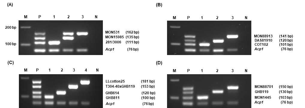 GM 면화 event-특이적 multiplex PCR의 결과. (GBHB811 포함) 왼쪽 패널은 각 primer에 특이적으로 증폭하는 GM 면화 event 정보 및 그 증폭된 DNA 밴드 사이즈를 표시한다. Lane M, 100bp DNA ladder; lane P, positive control; (A) lanes 1-3, 281-24-236/3006-210-23, MON15985, and MON531; (B) lanes 1-3, COT102, DAS81910, and MON88913; (C) lane 1-4, GHB811, GHB614, T304-40×GHB119, and LLcotton25; (D) lanes 1-3, MON1445, GHB119, and MON88701; lane N, no template