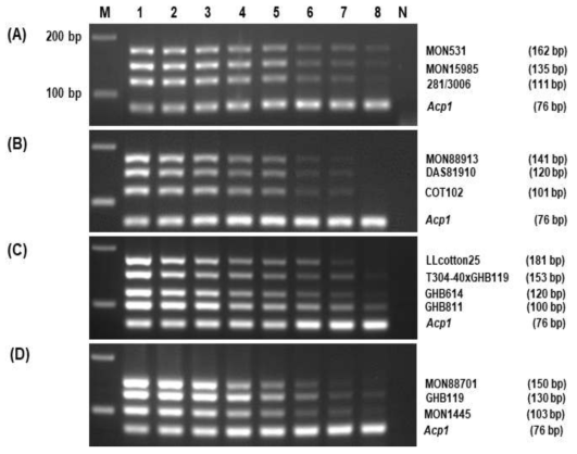 GM 면화 event-specific multiplex PCR의 검출한계. (GBHB811 포함) 3% agarose gel에서 전기영동 분석하였으며 왼쪽 패널은 각 primer에 특이적으로 증폭하는 GM 면화 event 정보 및 그 증폭된 DNA 밴드 사이즈를 표시한다. Lane M: 100 bp DNA ladder; lanes 1-8, 10, 5, 3, 1, 0.5, 0.1, 0.05 and 0.01% of a mixture of GM cotton events; lane N, No template; (A) Mixture of GM cotton events of 281-24-236/3006-210-23, MON15985, and MON531; (B) Mixture of GM cotton events of COT102, DAS81910, and MON88913; (C) Mixture of GM cotton events of GHB811, GHB614, T304-40×GHB119, and LLcotton25; (d) Mixture of GM cotton events of MON1445, GHB119, and MON88701
