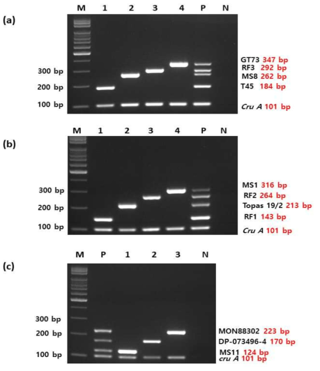 GM 국내 승인 11종의 유전자변형 (GM) 카놀라 event-특이적 multiplex PCR의 결과 (Agarose gel electrophoresis). 왼쪽 패널은 각 primer에 특이적으로 증폭하는 GM 카놀라 event 정보 및 그 증폭된 DNA 밴 드 사이즈를 표시한다. 위로부터 각각 set 1, set 2, set 3. Set 1: Lane M, 100bp DNA ladder; lane 1, T45 and endogenous gene; lane 2, MS8 and endogenous gene; lane3, RF3 and endogenous gene; lane 4, GT73 and endogenous gene; lane 5, T45, MS8, RF3, GT73 and endogenous gene; lane 6, no template. Set 2: Lane M, 100bp DNA ladder; lane 1, RF1 and endogenous gene; lane 2, 19/2 and endogenous gene; lane3, RF2 and endogenous gene; lane 4, MS1 and endogenous gene; lane 5, RF1, 19/2, RF2, MS1 and endogenous gene; lane 6, no template. Set 3: Lane M, 100bp DNA ladder; lane P, Positive control; lanes 1, MS11; lanes 2, DP-073496-4; lanes 3, MON88302; lane N, No template