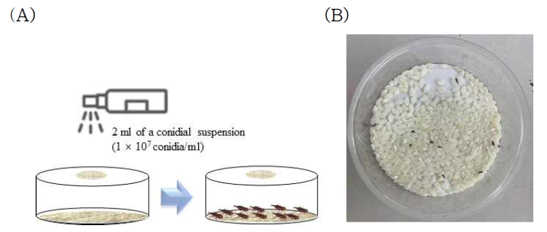 진균 포자현탁액 살포와 쌀바구미 성충을 이용한 바구미 살충활성 진균의 선발 방법. (A), 바구미 살충활성 진균 선발을 위한 포자현탁액 살포 방법; (B), 포자현탁액 처리된 쌀에 방사된 쌀바구미 성충