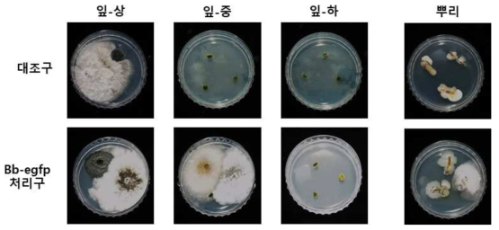 포자현탁액 주입된 야자나무의 잎(왼쪽) 및 뿌리(오른쪽)을 표면세척하여 살충성 진균 선택배지에 치상하여 7일간 배양한 모습