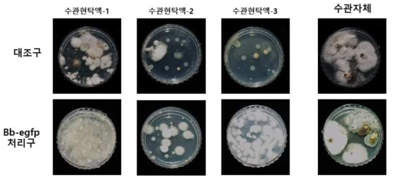 포자현탁액 주입된 야자나무의 수관현탁액 도말 및 수관자체를 살충성 진균 선택배지에 도말(치상)하여 10일간 배양한 모습