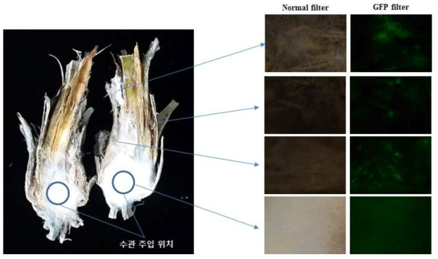 포자현탁액 주입된 야자나무에서 생장한 흰색 균총을 형광현미경으로 관찰한 모습