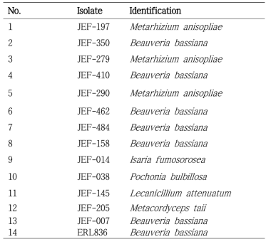 Entomopathogenic fungal strains used in this project.