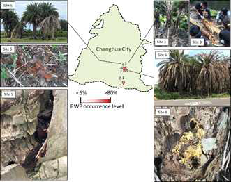 The palm tree field check. All of these palm trees were damage by RPW; the RPW were collected at site 3 (Jan, 2019) and site 5 and 7 (Jun-Aug) were selected for virulence screening. Site 7 is located in NPUST