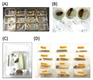 Pathogenicity screening of RPW larvae. (A) collected RPW larvae. Three larvae were tested for on entomopathogenic fungal strain; (B) Individual larva was put on the fungal growth plates for pathogenicity screening; (C-D) The larvae were then reared in a cage contained sugarcane slides