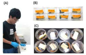 Pathogenicity screening of RPW adult. (A) three RPW adults were tested for on entomopathogenic fungal strain by spraying method; (B-C) The larvae were then reared in a cage contained sugarcane slides